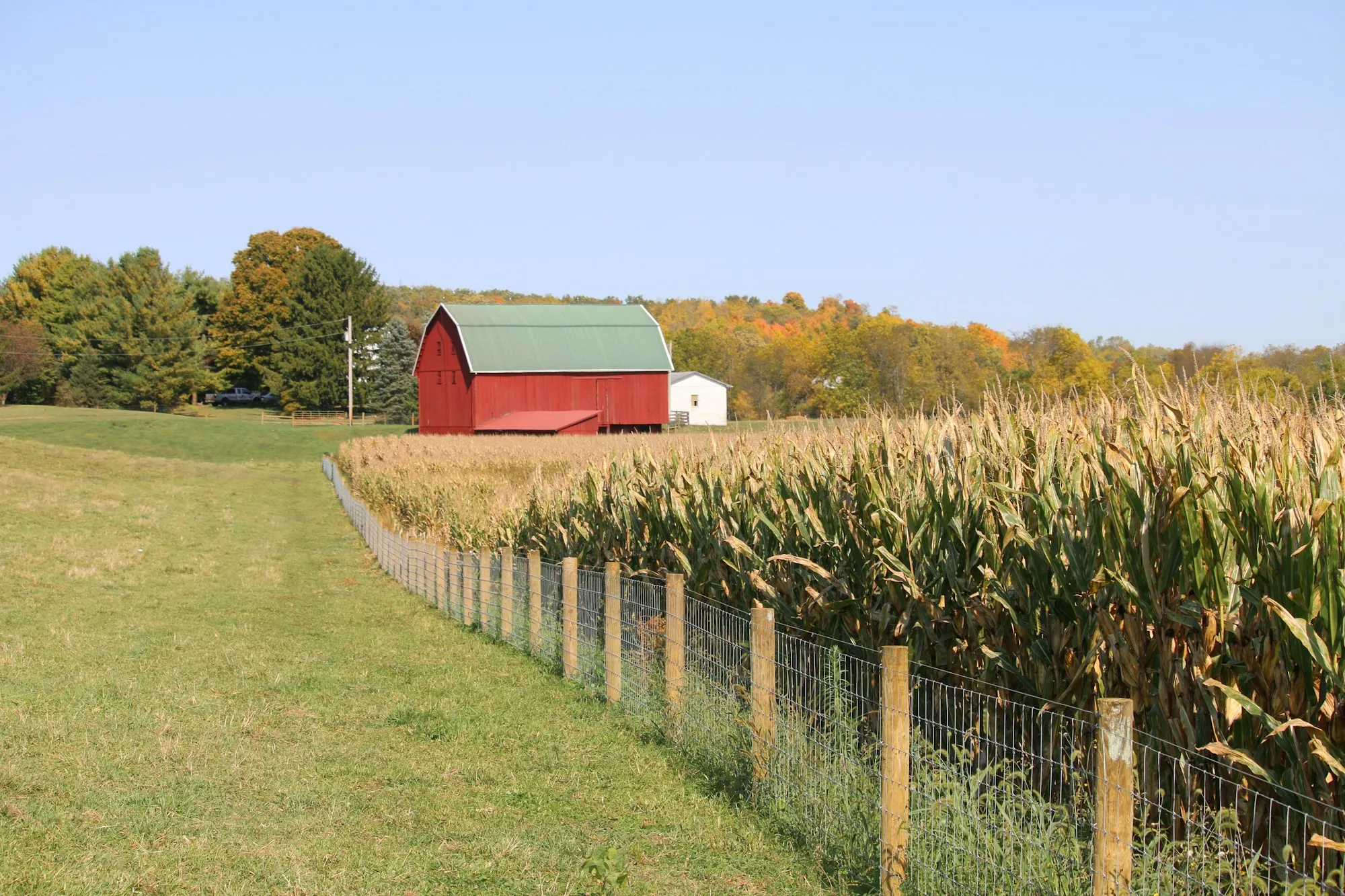 Farm lane along a corn field leading to a red barn