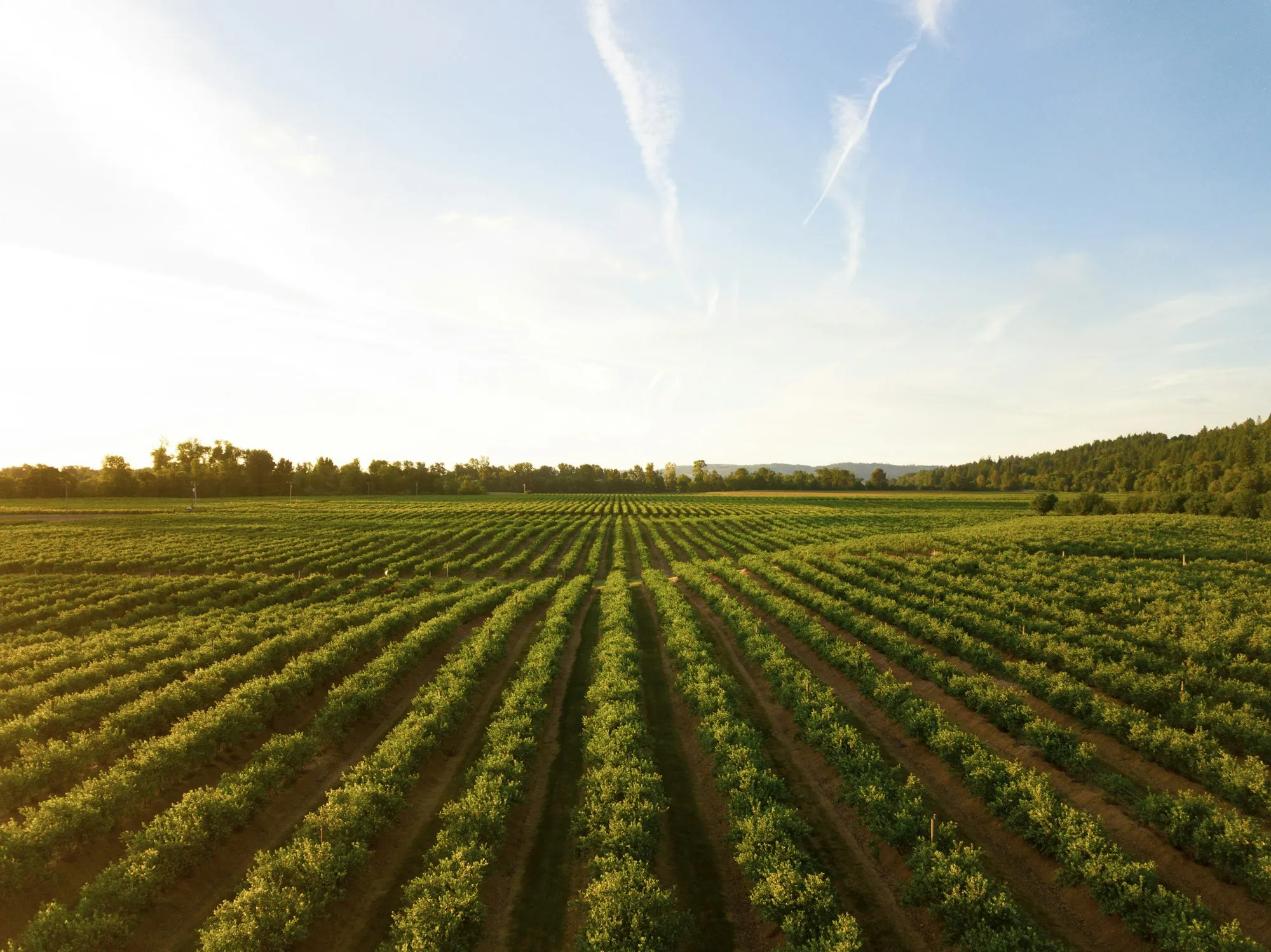 Long rows of young crops in a farm field, illustrating buying Williamson Act farmland near Earlimart